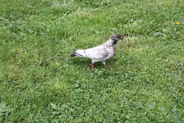 birds in the Alexander garden of St. Petersburg    