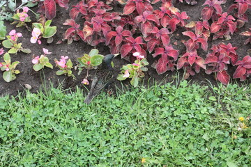  birds in the Alexander garden of St. Petersburg  