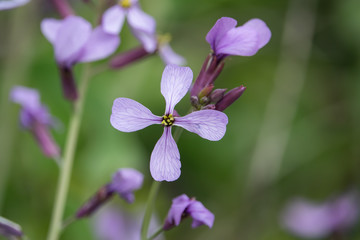 Violet Cabbage Flowers in Bloom in Springtime