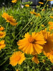 yellow flowers in garden