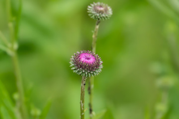 Winged Jurinea Inflorescence in Springtime