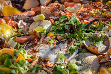 Compost Bin in the Garden. Composting Pile of Eggs, Fruits and Vegetables Scraps