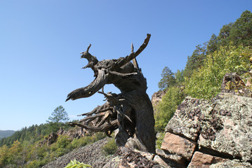 Snag on the mountainside
