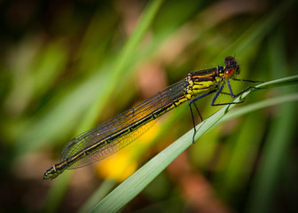 Damsel Flies