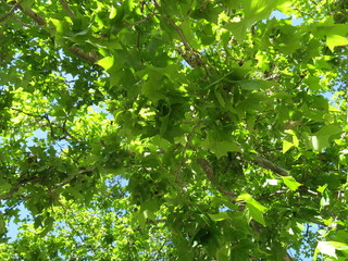 arboleda soleada 2 sin sol ni destellos