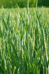 Young green spikelets of wheat on the field on a farm. Cereals. Growing organic products.