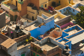 Rooftops of the blue city of Jodhpur