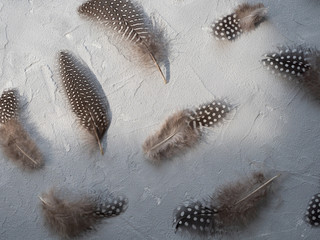 Beautiful bird feathers on a light gray textured background.