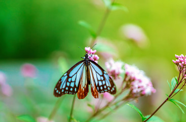Blue butterfly perched on a budding pink flower