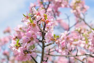 Fototapeta na wymiar Bitter Almond (Prunus dulcis) blooming flowers detail