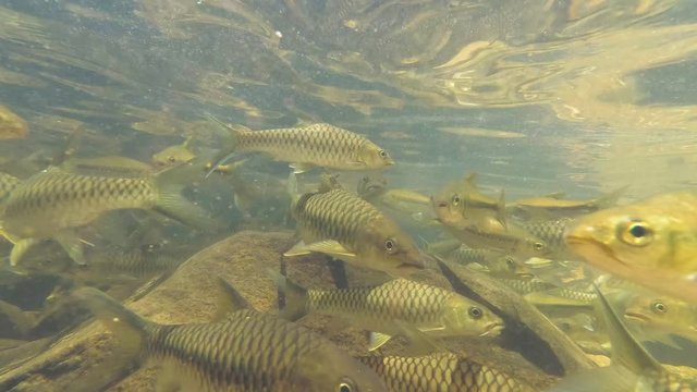 School of two species of fish swims in the like- Slender rasbora (Rasbora daniconius) and Side-striped barb (Systomus pleurotaenia) endemic to Sri Lanka, Sinharaja Forest Reserve