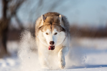 Crazy, happy and beautiful beige and white dog breed siberian husky running fast on the snow in the winter field.
