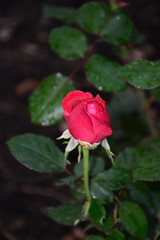 red rose