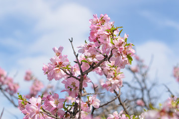 Obraz premium Bitter Almond (Prunus dulcis) blooming flowers detail