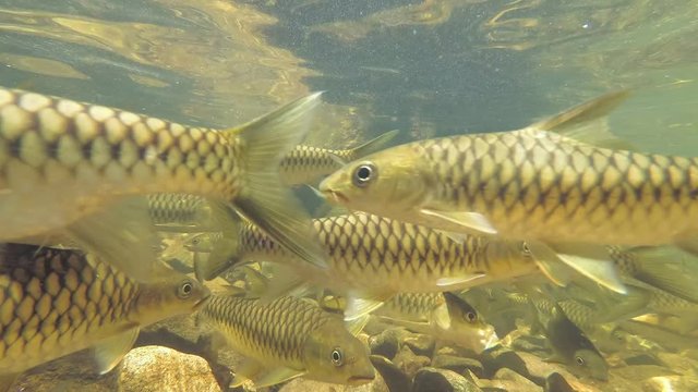 School of two species of fish swims in the like- Slender rasbora (Rasbora daniconius) and Side-striped barb (Systomus pleurotaenia) endemic to Sri Lanka, Sinharaja Forest Reserve