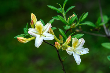 Close up of white evergreen azalea or Rhododendron flowers in a spring garden