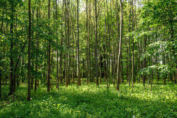 Fototapeta na wymiar Landscape with a narrow path in a forest during spring time
