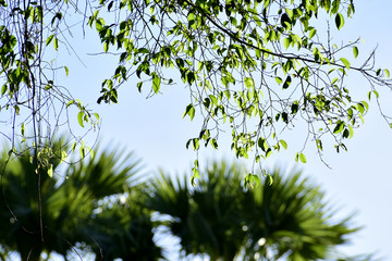 The beauty of green nature