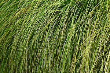 The background of the long green tree hanging down to the ground