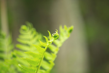 Beautiful ferns leaves green foliage. natural floral fern background in spring