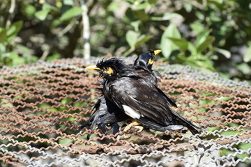 The condition of the Common myna birds falling into the water