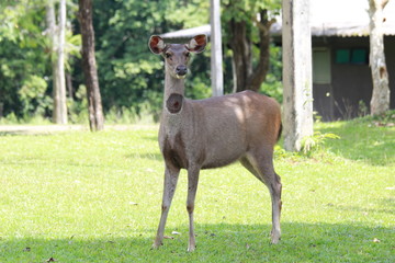 Facing sambar deer in the field