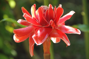 Bloom orange Torch ginger in the garden