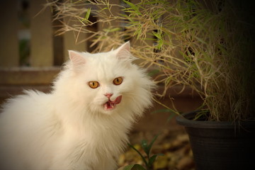 The white Persian cat eats bamboo leaves and makes a delicious tongue-in-mouth.