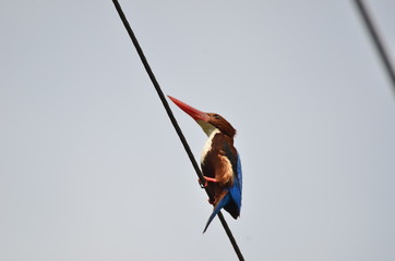 Brown small Kingsher perch on the cable