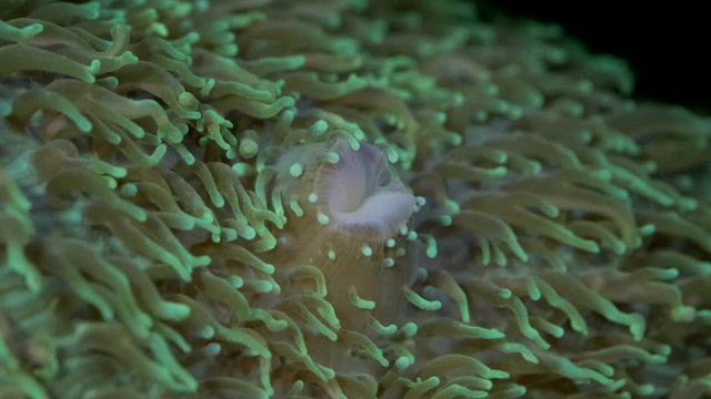 Close-up of polyps Short tentacle plate coral (Cycloseris tenuis). Super macro 2:1, underwater shot, 4K / 50fps, underwater shots