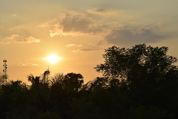 Landscape of nature trees in the evening