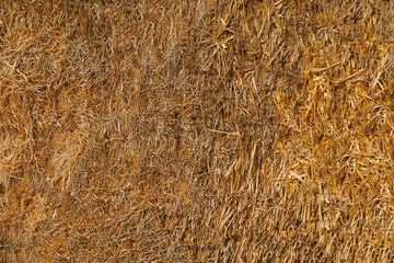 Dry straw yellow in color and compacted into bales