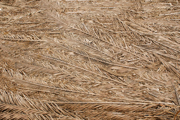Dried palm branches are grey .Texture or background.