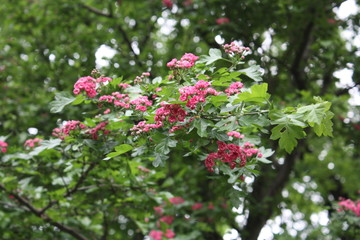  flowering trees in the Alexander garden of St. Petersburg   
