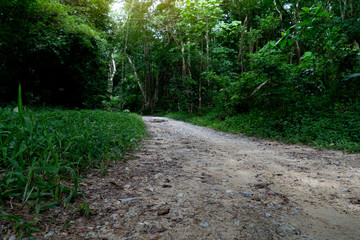 Fototapeta premium Country soil road forest to Ang Kep Nam Huai Hin Dat of Rayong Thailand.