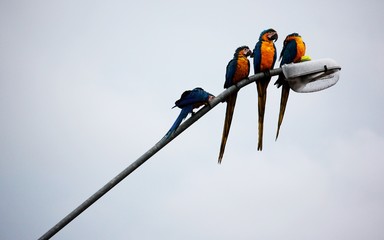 Colorful macaws rest on light pole.