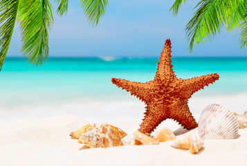 Naklejka na ściany i meble Starfish on the white sandy beach