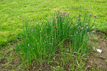 Flowers and green stems of chives outdoors in nature.