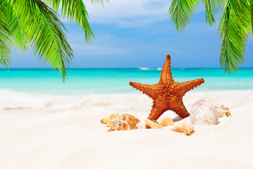 Obraz na płótnie Canvas Starfish on the white sandy beach