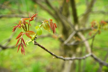 Young leaf of walnut and part of branch.