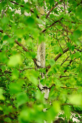 Fototapeta premium Young birch trunk and green leaves.