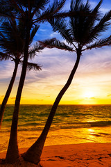 Palm trees silhouette on sunset tropical beach.