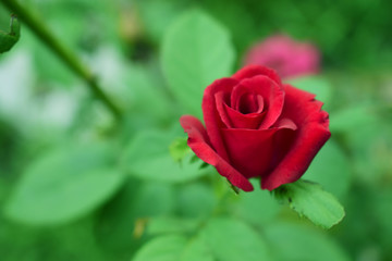 Natural red rose. There is space for writing messages.