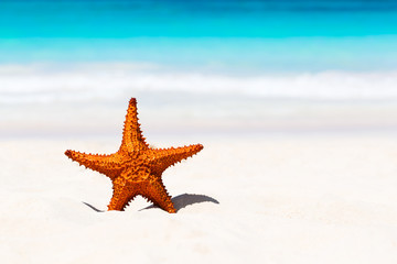 Fototapeta na wymiar Starfish on the white sandy beach.