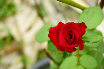 Natural red rose. There is space for writing messages.