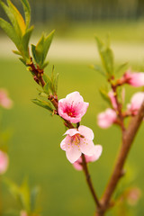 Spring the month of April the peach blossom