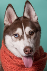 Adorable Siberian Husky dog with warm orange scarf on turquoise background