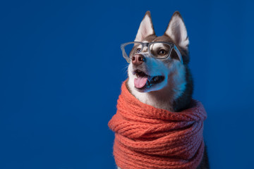 Adorable Siberian Husky dog with warm orange scarf and glasses on blue background. Dog looks left