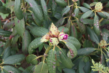 flowering trees in the Alexander garden of St. Petersburg   