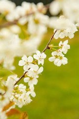 Flowering Apple trees in the month of may the white flowers on the branch